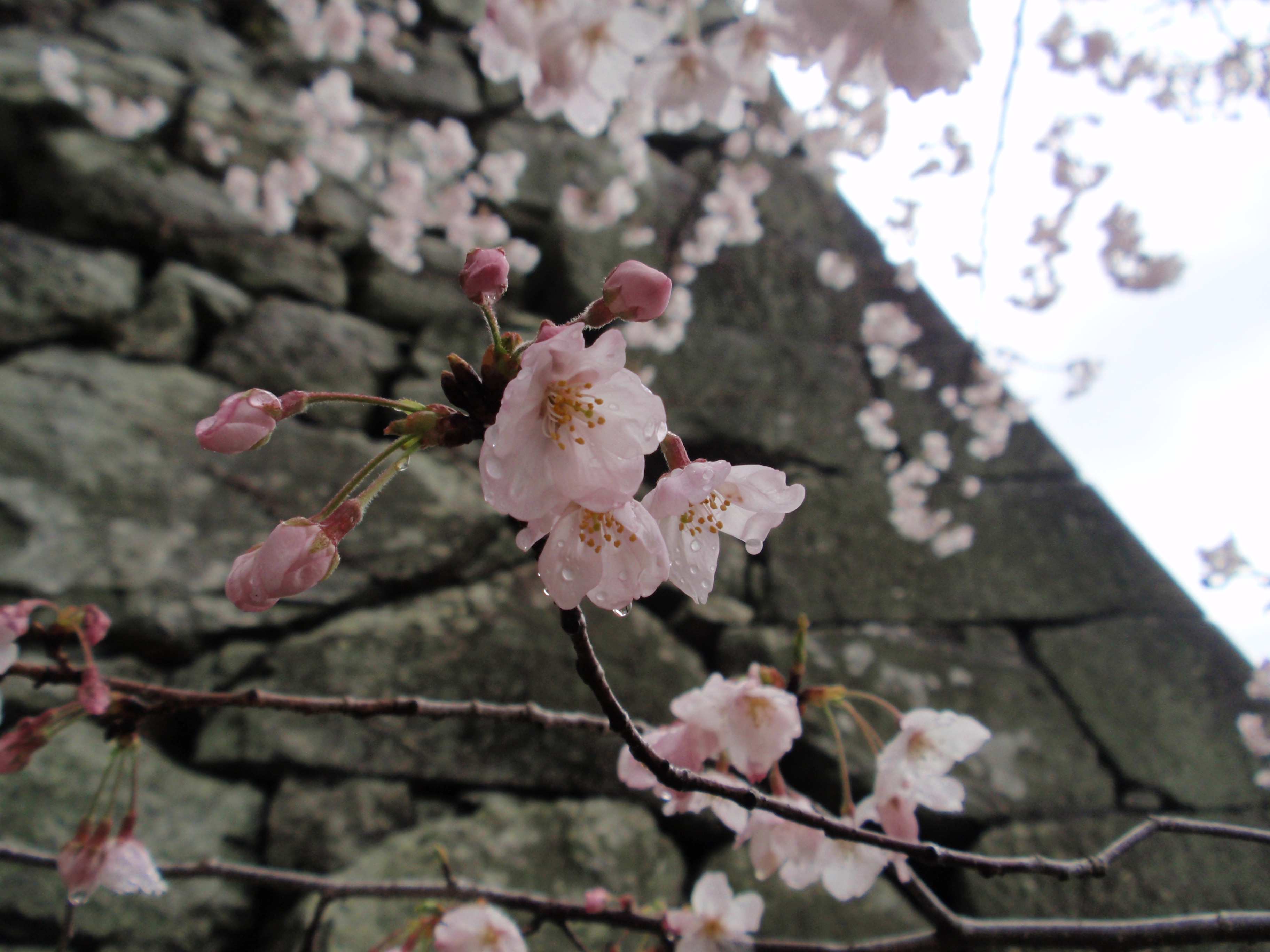 春は桜の名所としても有名