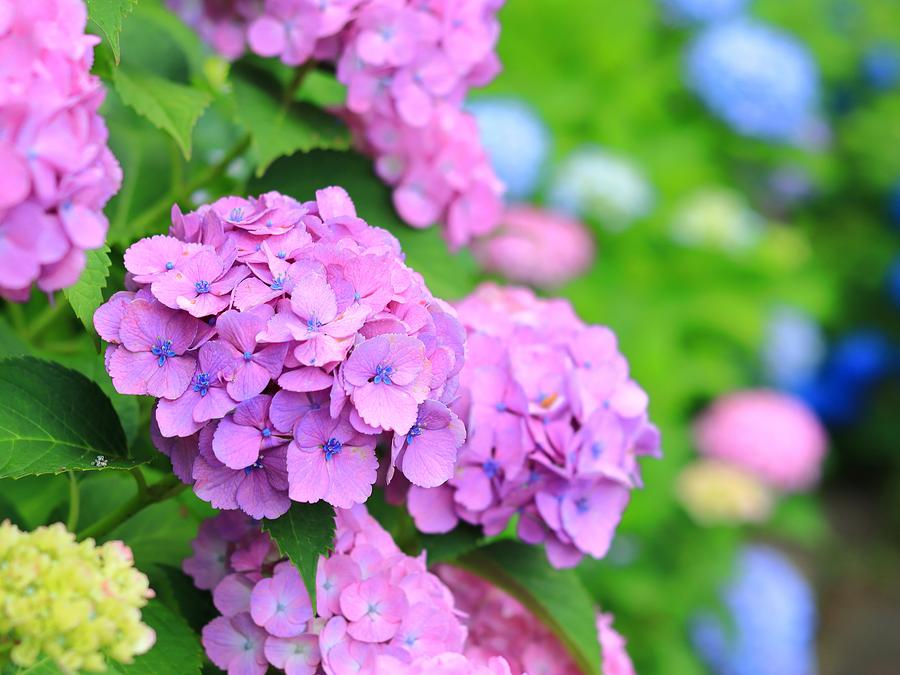 梅雨の季節は紫陽花を求めて！！2026年は三重県北中部の紫陽花スポット