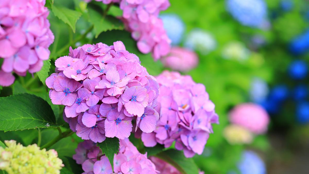 紫陽花⭐️月うさぎ⭐️梅重セット 梅雨の季節は紫陽花を求めて！！2026年は三重県北中部の紫陽花スポット