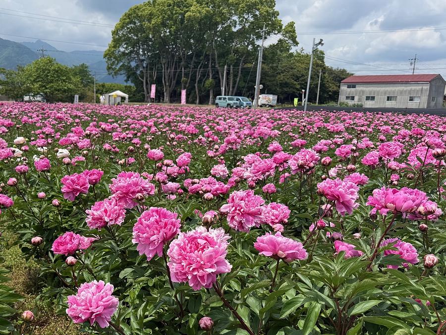 2025年　芍薬畑　確認用ページ 日本最大級のシャクヤク畑が見頃！約20万本の芍薬が見事な鈴鹿