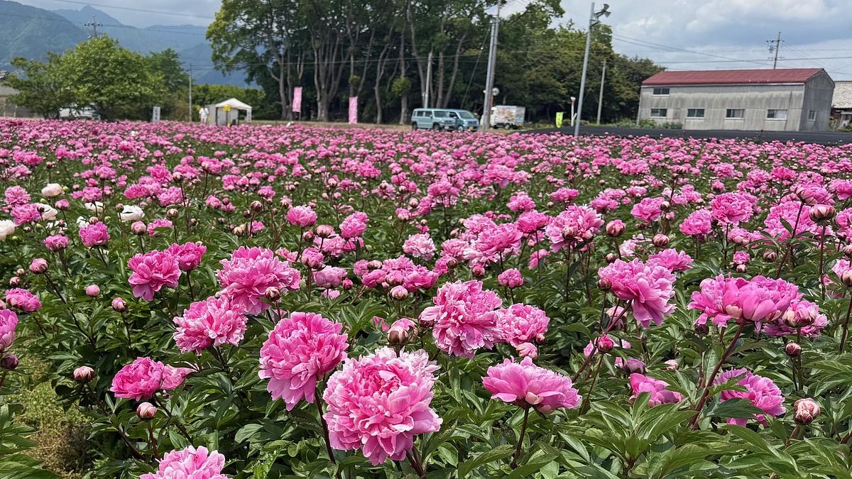 2025年　芍薬畑　確認用ページ 日本最大級のシャクヤク畑が見頃！約20万本の芍薬が見事な鈴鹿