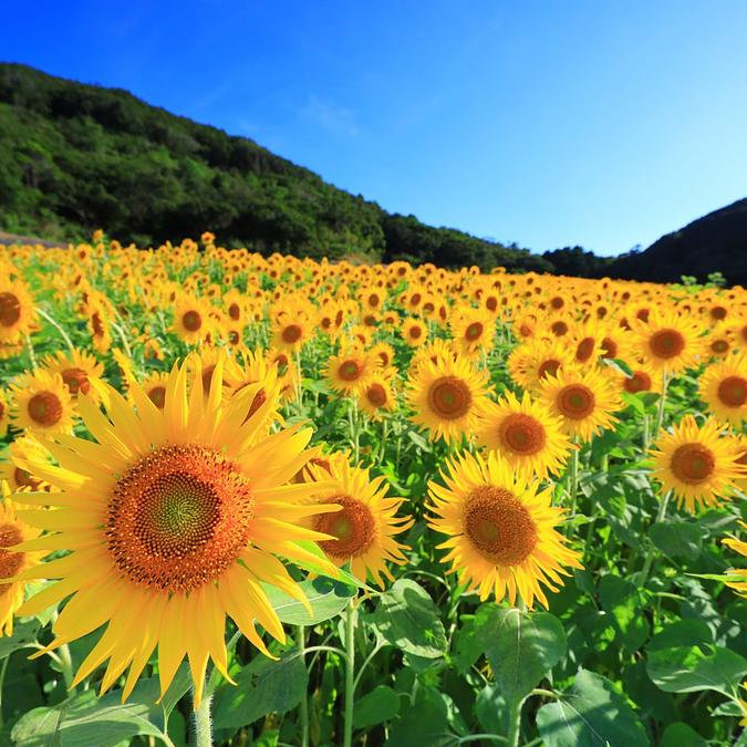 速報】2023年7月26日（水）に開園決定！志摩市観光農園のひまわり畑は