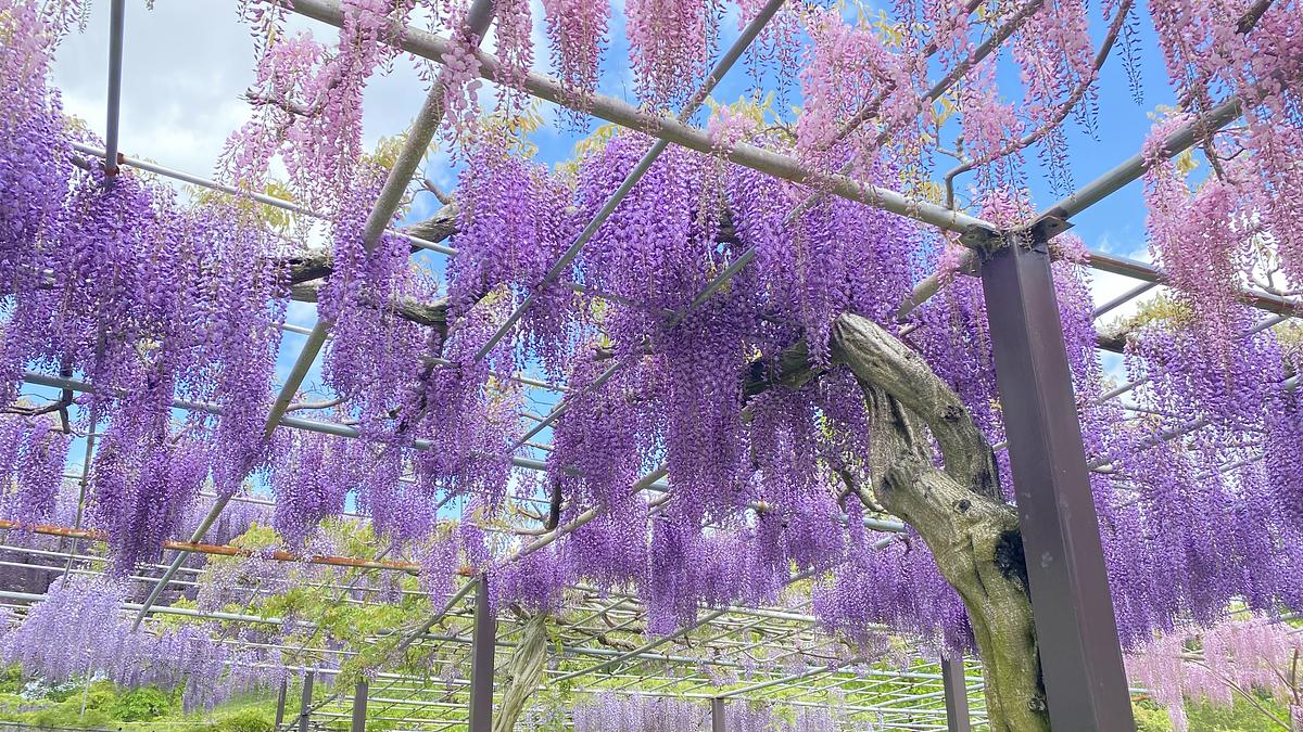浴衣フジ藤の花ふじ身丈149cm裄62cm紺色ネイビー紫パープル黄緑注染綿コーマ 浴衣フジ藤の花ふじ身丈149cm裄62cm紺色ネイビー紫パープル黄緑注染綿