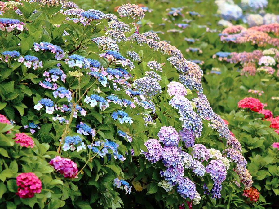 2025年梅雨の紫陽花を求めて！”【三重県亀山市・鈴鹿市・東員町 彩る
