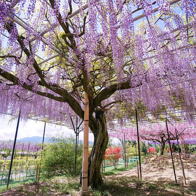 ピンクフラワー チェリークオーツの藤棚 インテリア　置物 桜藤 49D8B52A-6106-4E1C-BD59-