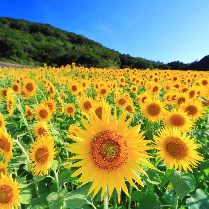 2023年7月3日最新】三重県のひまわりの名所を見頃情報とともに紹介し
