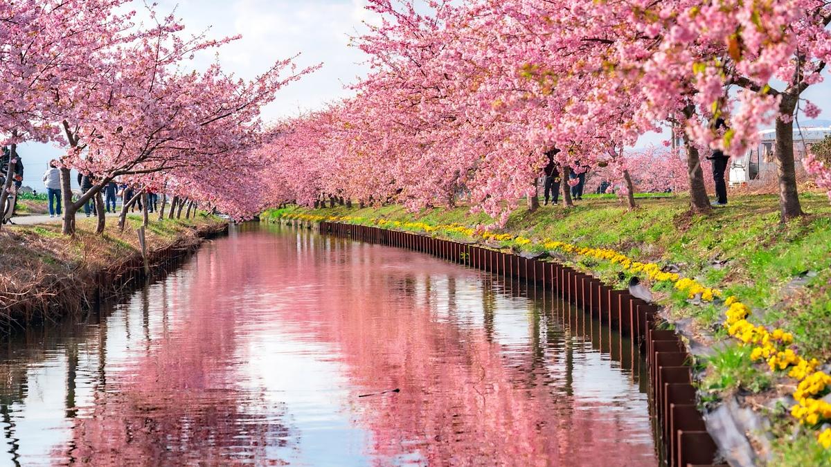 笠松 河津 桜 ロード