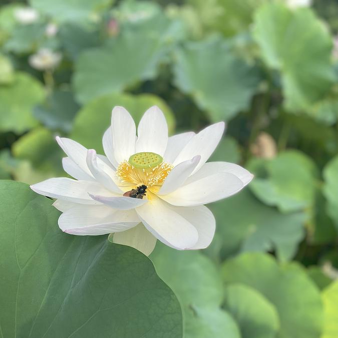 2025年7月7日】亀山市「穴虫の郷」の蓮の花がまさに見頃♪早朝に咲く