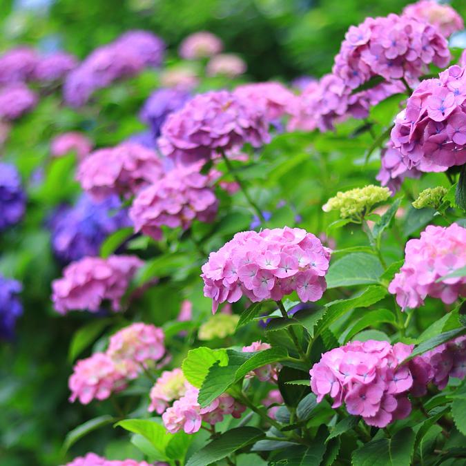 IMG_2617●.jpg