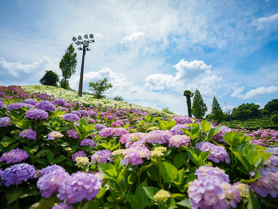 津市「かざはやの里」の紫陽花が見頃♪2026年新企画の「#かざはやの里