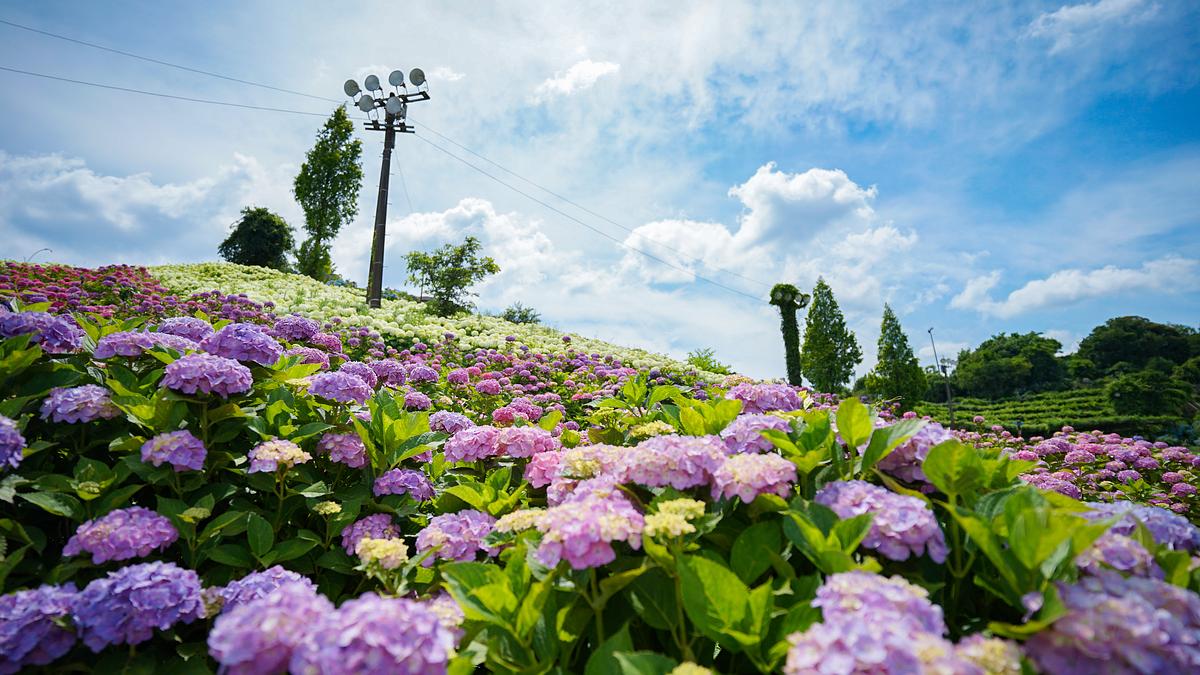 津市「かざはやの里」の紫陽花が見頃♪2026年新企画の「#かざはやの里