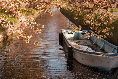 笠松河津桜（1）