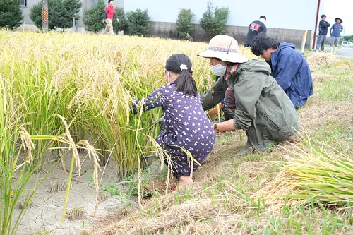 Festival de la cosecha de sake “Shinto no Prayer” ~Experiencia de cosecha de arroz con sake~