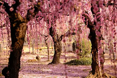結城神社の枝垂れ梅（8）