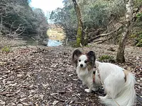 涼ヴィソン　-愛犬とワン歩道-