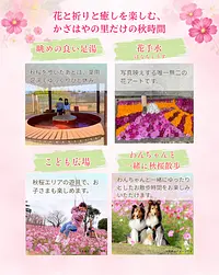 足湯・花手水・子供広場・わんちゃんと秋桜