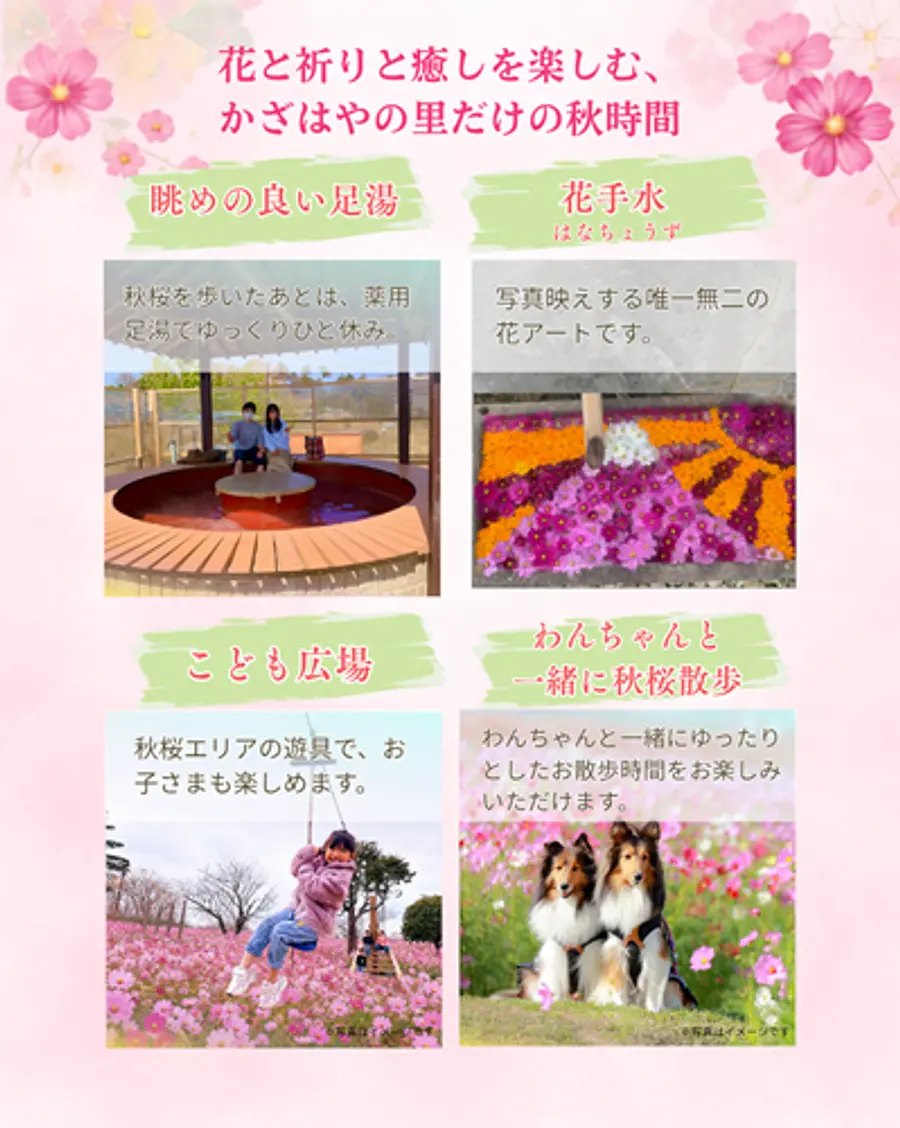 足湯・花手水・子供広場・わんちゃんと秋桜