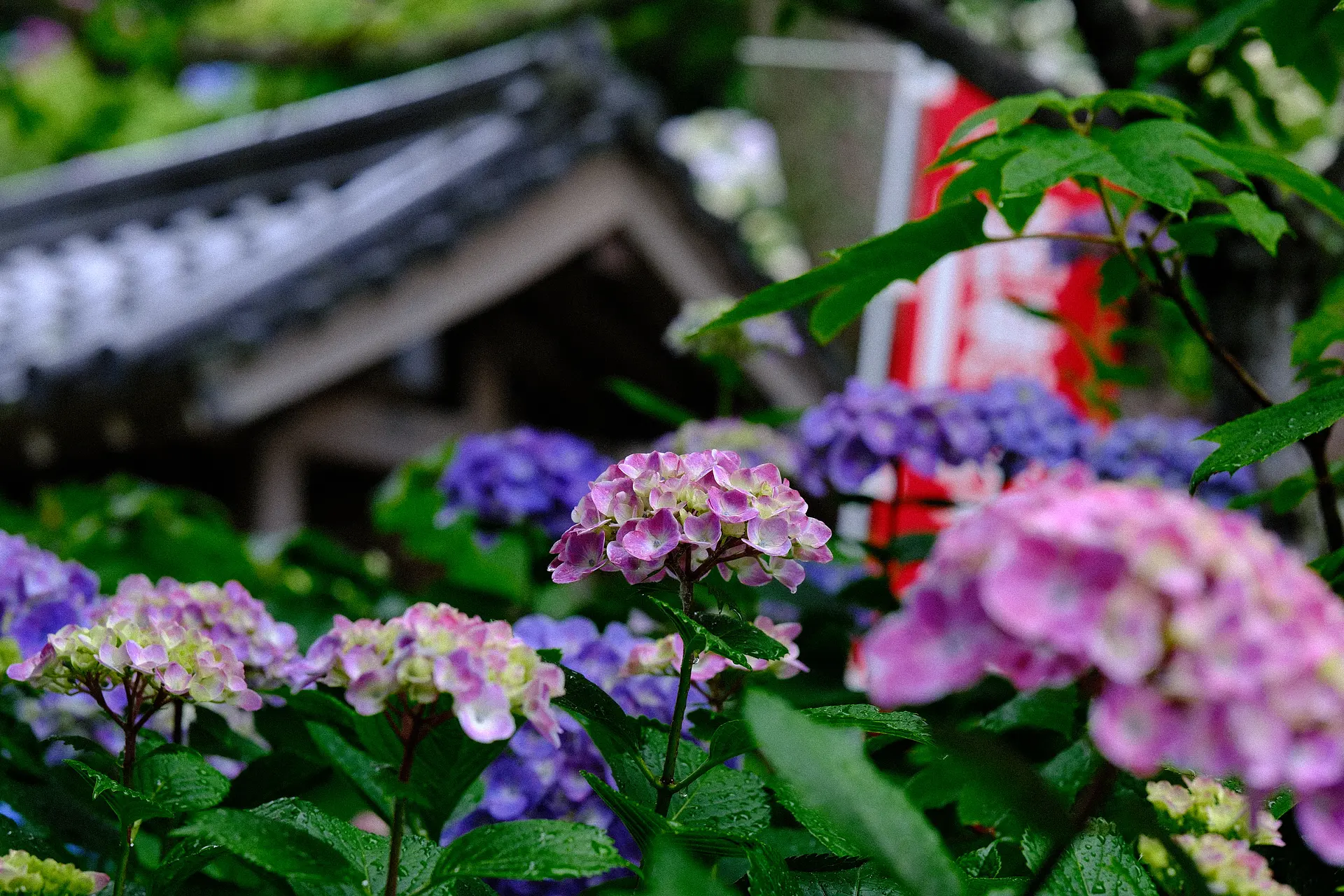大慈寺あじさい