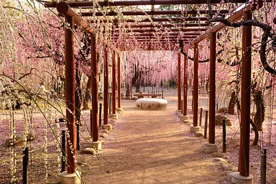 結城神社の枝垂れ梅（9）