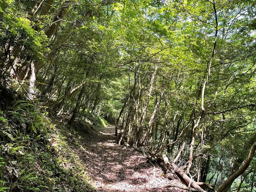 涼ヴィソン　-愛犬とワン歩道-