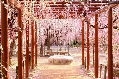 結城神社の枝垂れ梅（10）