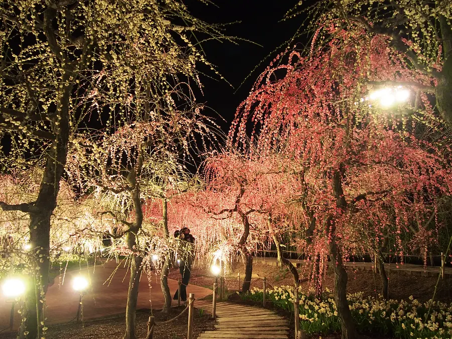 Vista nocturna del festival de ciruela Nabananosato /ciruela llorona/flor de cerezo