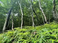 涼ヴィソン　-愛犬とワン歩道-