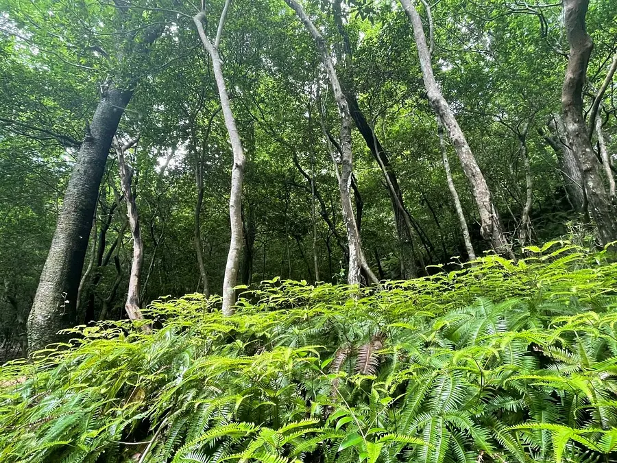 涼ヴィソン　-愛犬とワン歩道-
