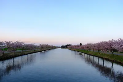 笠松河津桜（2）