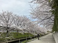 なばなの里の桜並木