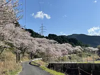 桜のライトアップ！in玄工山