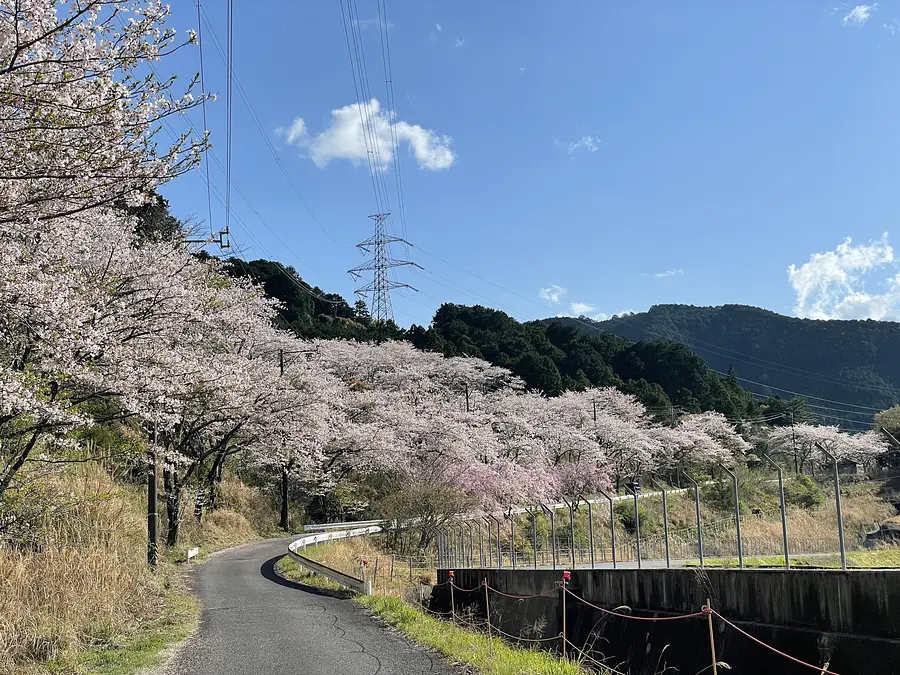 桜のライトアップ！in玄工山