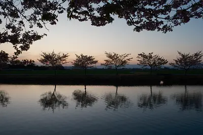 笠松河津桜（3）