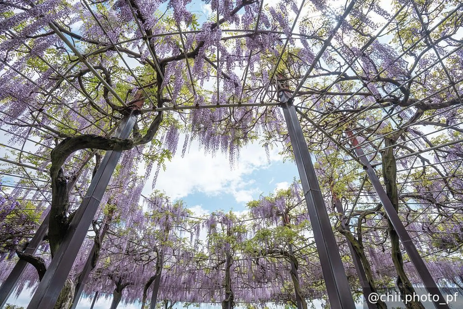 ハートが浮かぶ藤棚