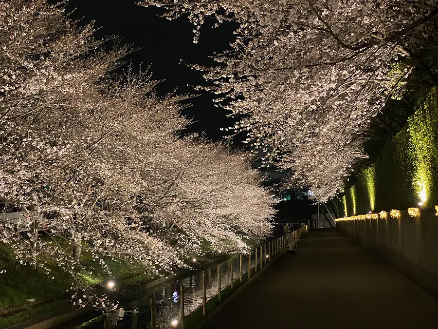 桜並木ライトアップ 