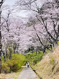 桜のライトアップ！in玄工山