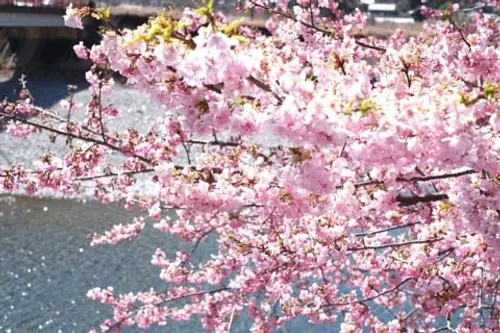 Kawazu cherry blossoms