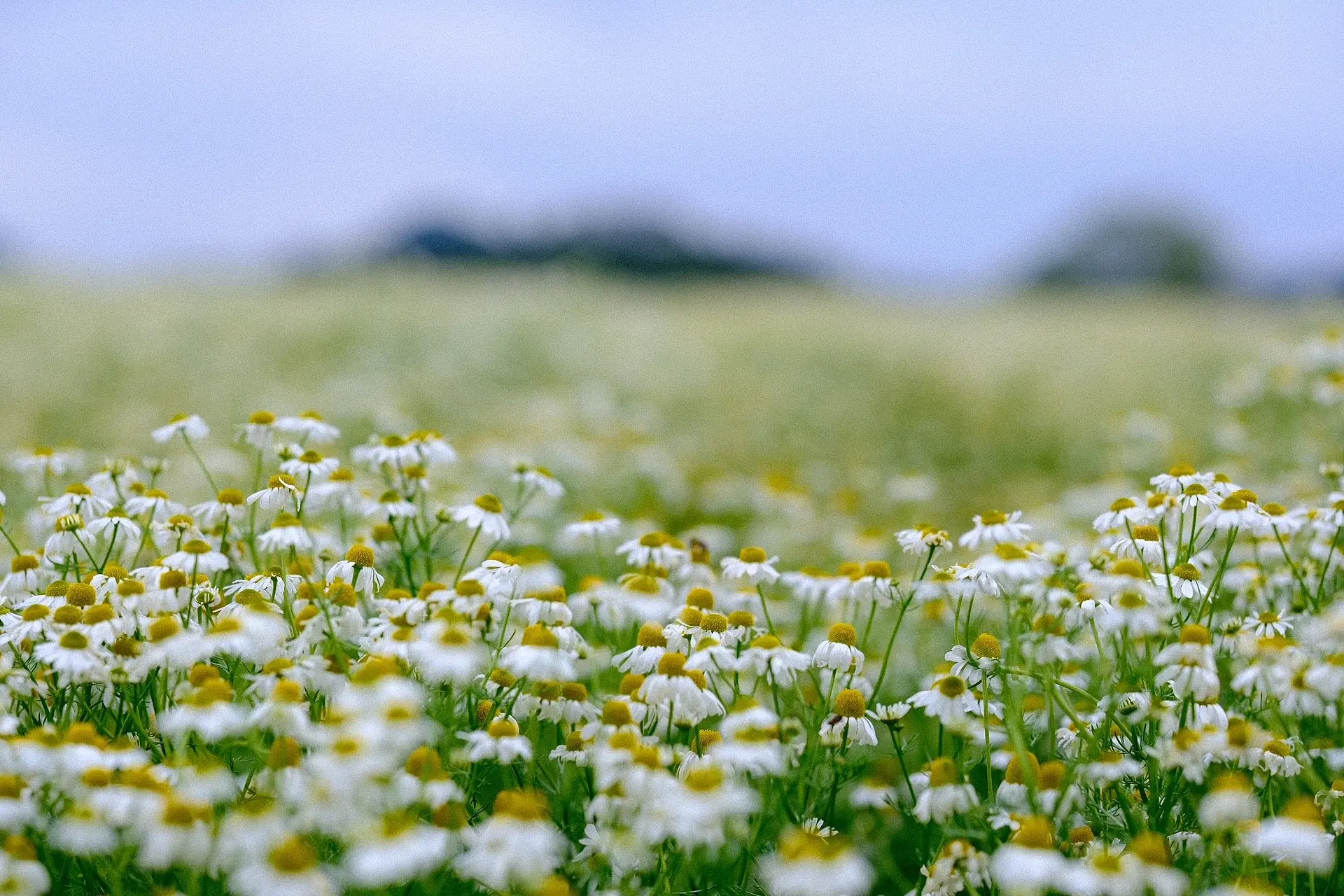 メナード青山リゾートのカモミール