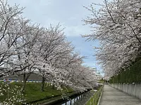 なばなの里の桜並木