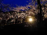 桜のライトアップ！in玄工山