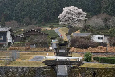 美杉薄墨桜（4）