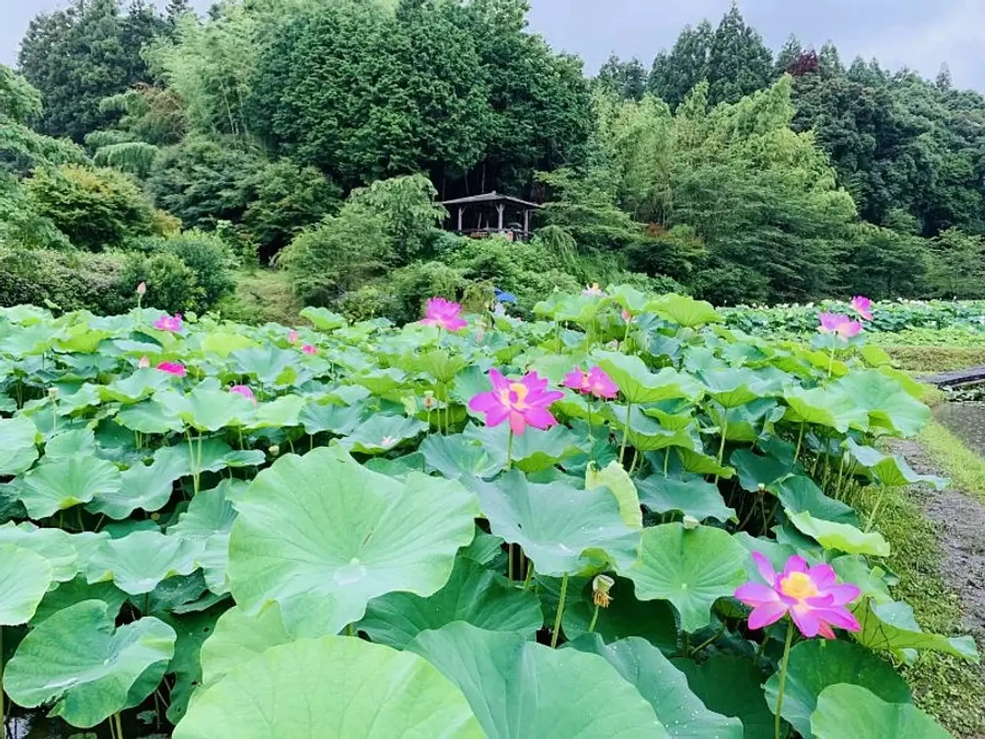 穴虫の郷のハス