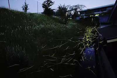 三重県のホタルの観賞スポット特集