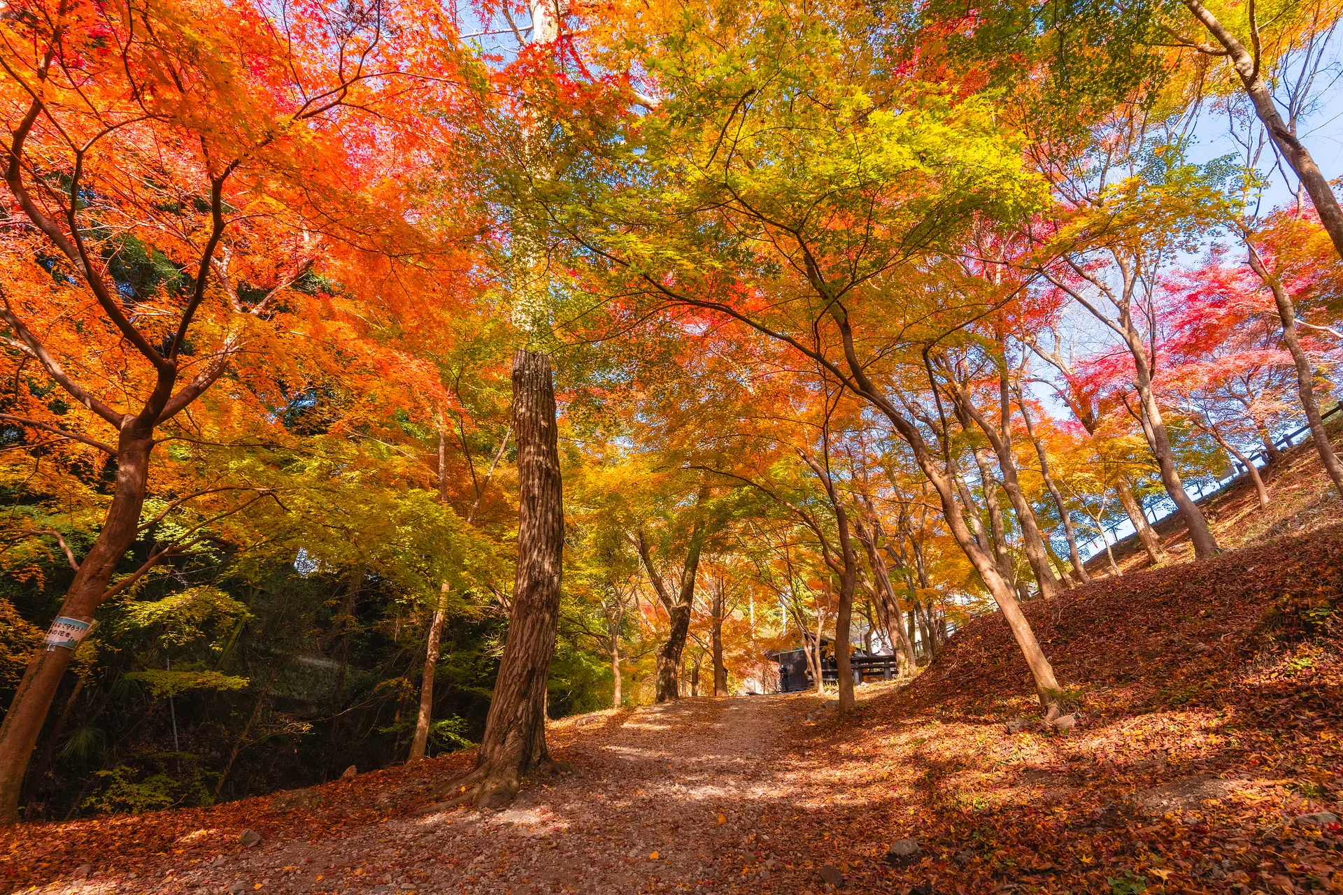 見頃間近🍁三重県四日市市の「水沢もみじ谷」紅葉の絶景をお楽しみ