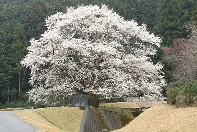 美杉薄墨桜（1）