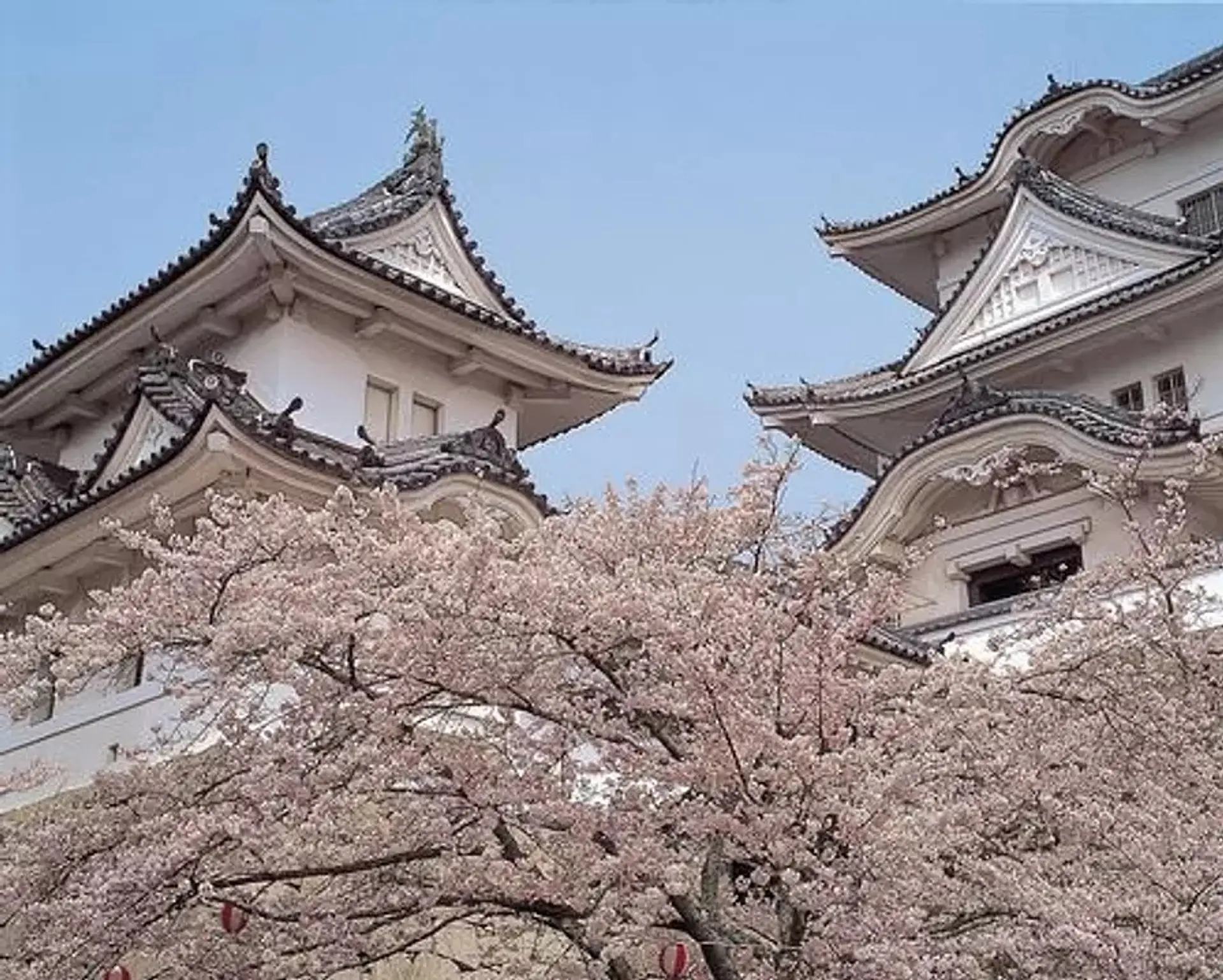 伊賀上野城の桜
