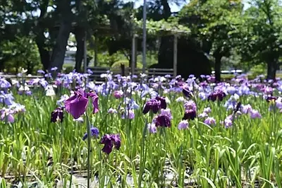 桑名城跡・九華公園