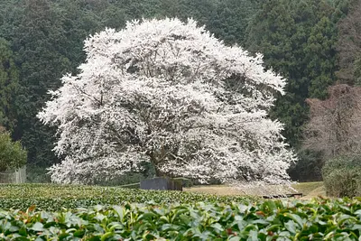 美杉薄墨桜（2）