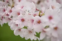 約2.3kmに植えられた300本を超えるソメイヨシノ