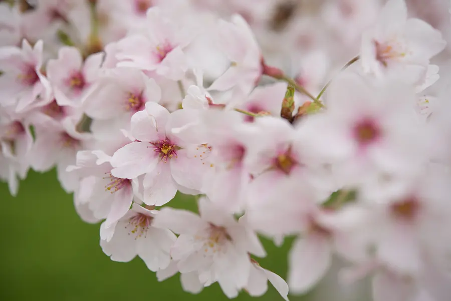 約2.3kmに植えられた300本を超えるソメイヨシノ